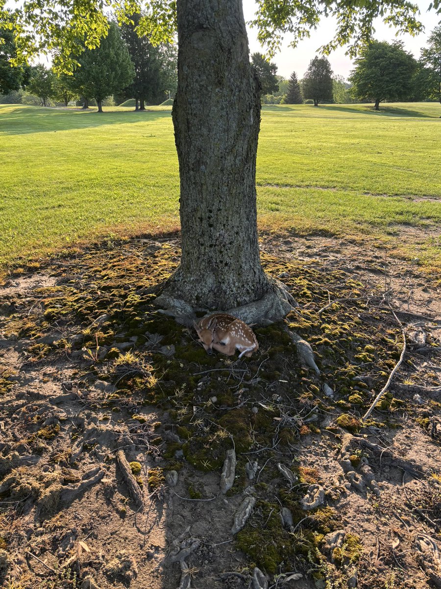 Thad Thompson tweet media