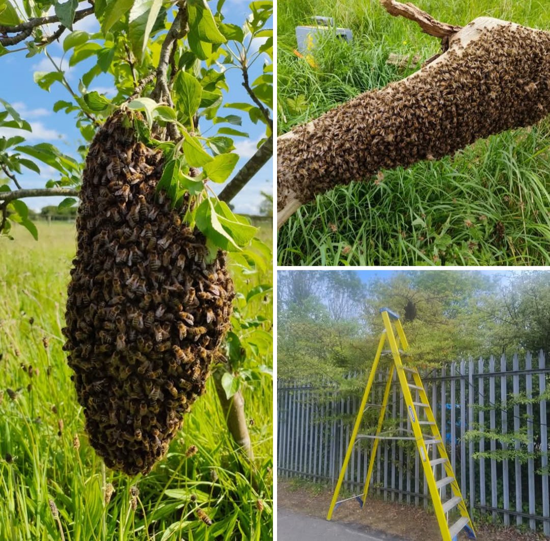 Swarming is not over yet.
Keep regular inspections. Every 5 days with higher risk colonies can reduce issues.
Watch out for cast swarms from missed queen cells during artificial swarm control measures.