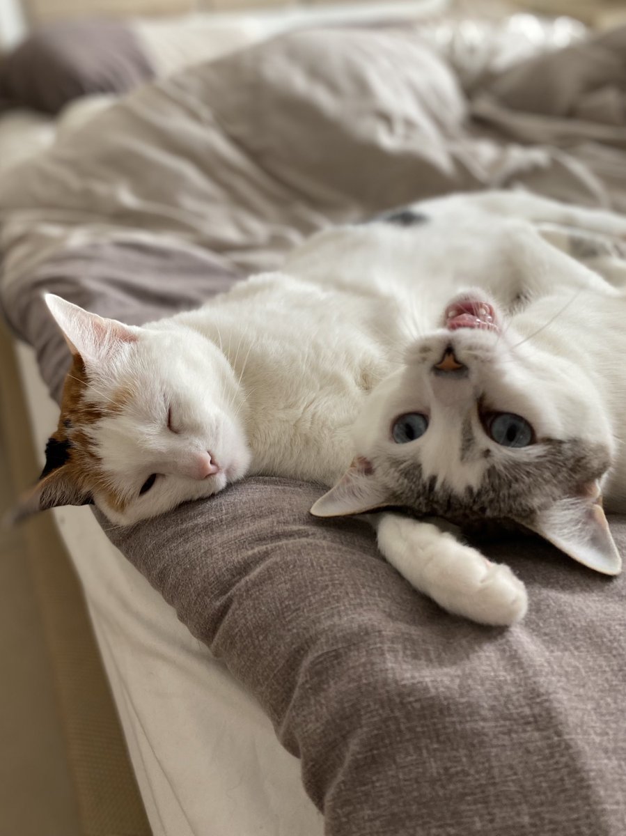 sveta_dvr's tweet photo. What? 🙄 You go work and we are staying in your bed https://t.co/HryU0AqXrb
