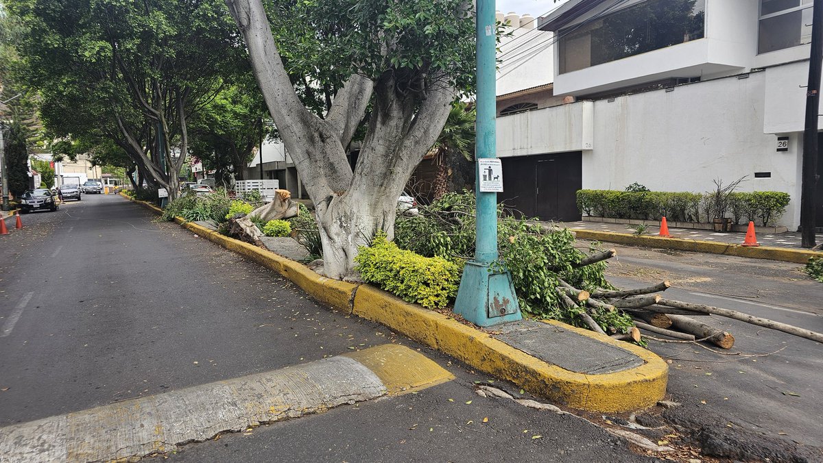 Buenos días@giogutierrezag <a href="/locatel_mx/">@locatel_mx</a>
<a href="/UCS_GCDMX/">Unidad de Contacto del Secretario SSC CDMX</a> <a href="/Alcaldia_Coy/">Alcaldía de Coyoacán</a> <a href="/LaSEMOVI/">Secretaría de Movilidad CDMX</a> <a href="/Agricultura_mex/">Secretaría de Agricultura y Desarrollo Rural</a>
URGE NOS APOYEN PARA LA REMOCIÓN DEL ÁRBOL SUAC-3105253330651 Y CON LA PODA DE ÁRBOLES DE LA ZONA, QUE SOLICITAMOS DESDE HACE 3 AÑOS...
x.com/locatel_mx/sta…