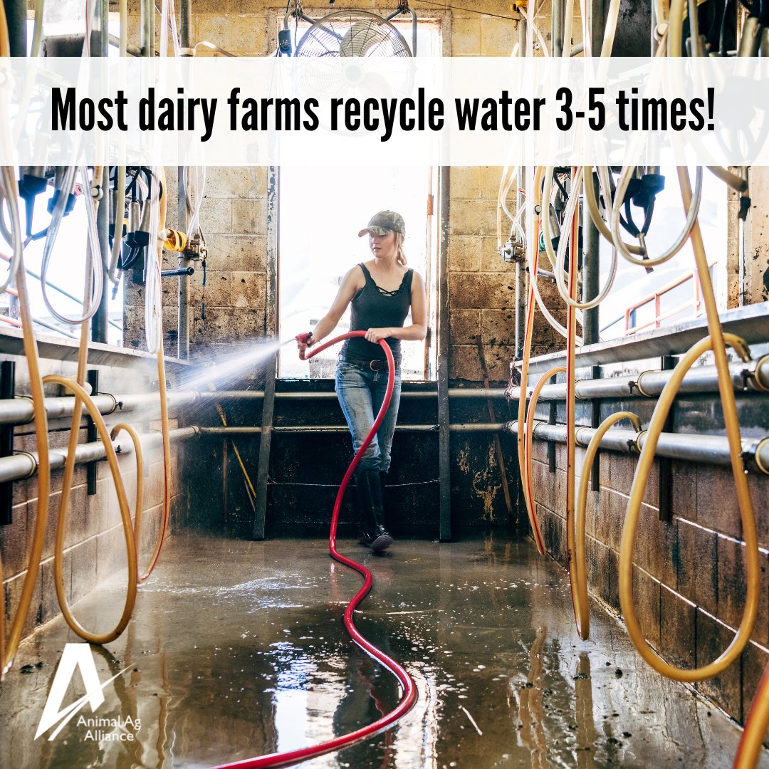 Dairy farmers use water responsibly in their milking parlors and in manure management and storage. Typically, wastewater is recycled to flush barn alleys and irrigate fields. 🐮♻️ bit.ly/3qnvfb3 #DairyMonth