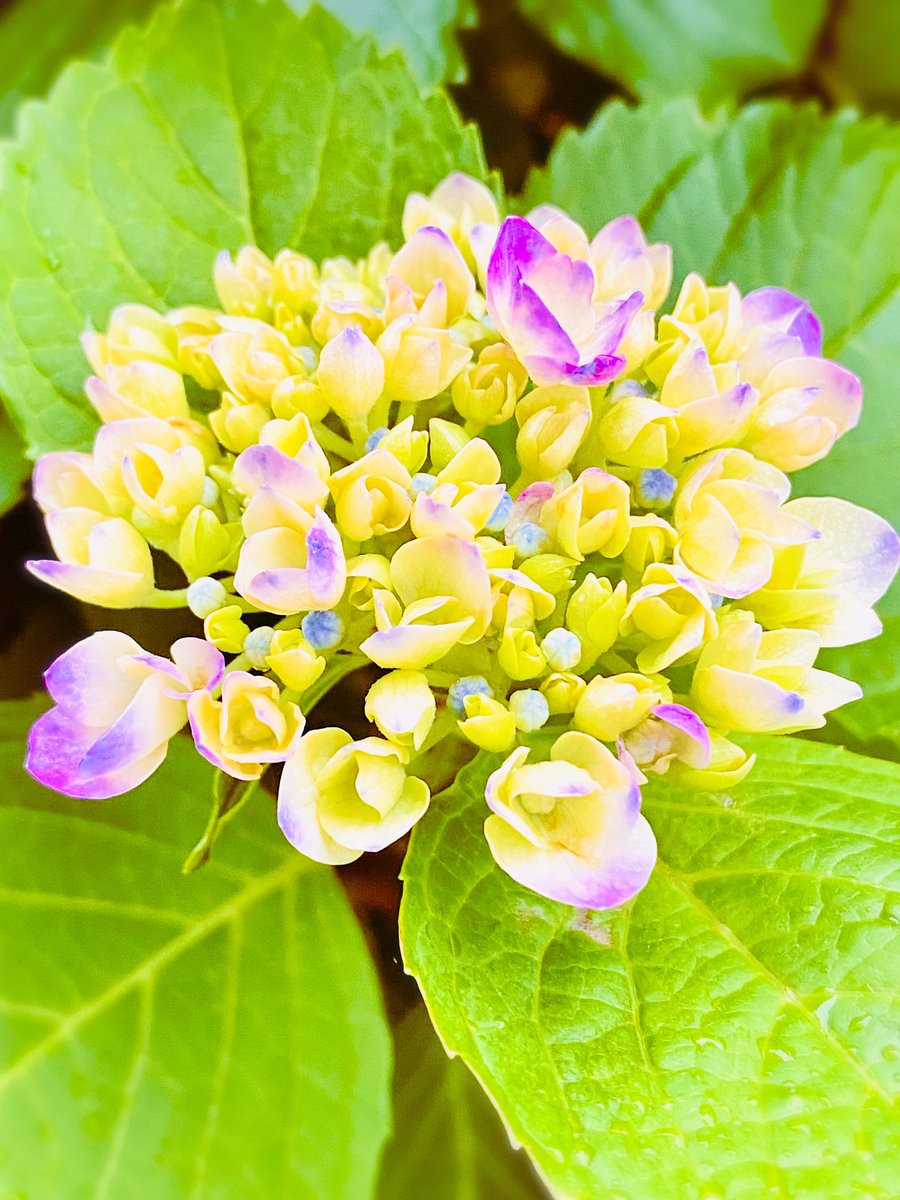 これからのこ
もっとこれからのこ
もうひらいてるこ

同じ土地でも少しの違いで咲き具合も彩りも変わるもので

まだまだ楽しめそうですね

#紫陽花
#これからのこ
・iPhone11Pro

・小雨上がりの優しさ