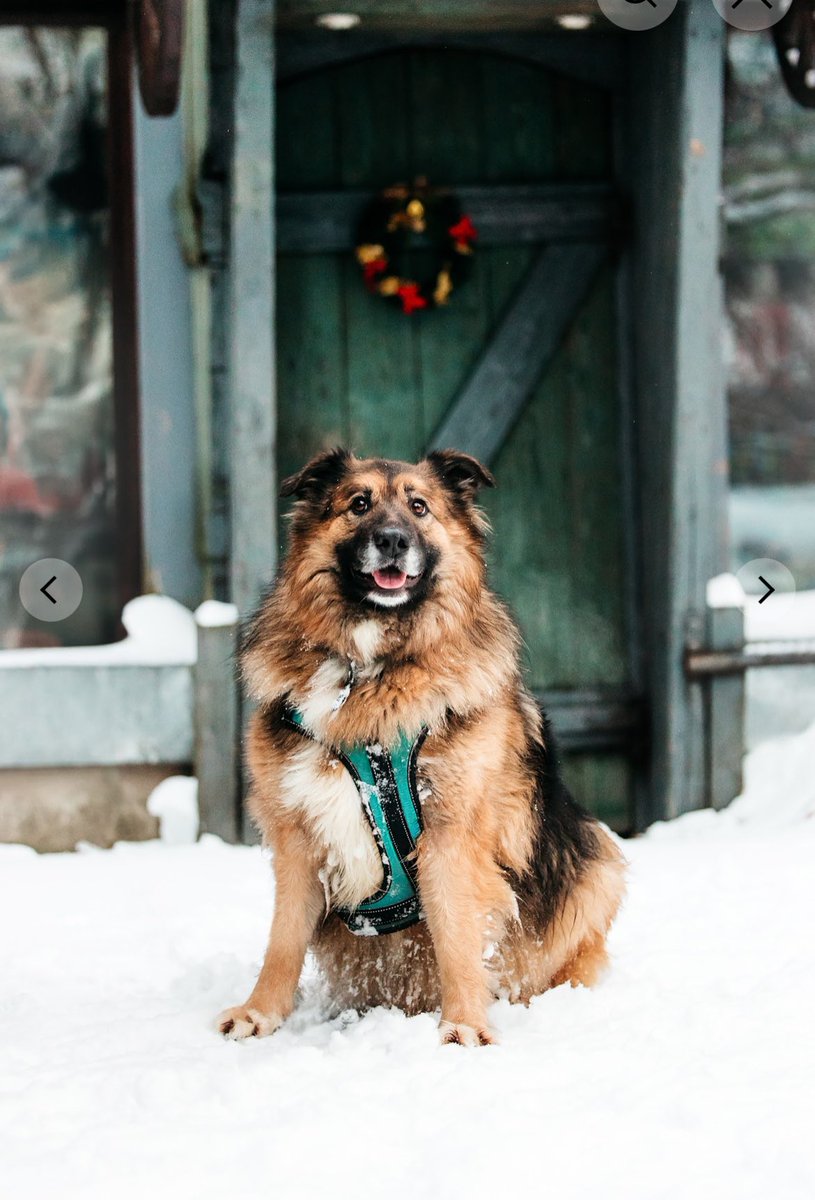 Мама ходит в приют рядом с вднх, его решили расформировать до конца года:( собак отправят по непонятным приютам, которые переполнены. поэтому волонтеры сейчас хотят пристроить собак. этого мальчика зовут Оскар, оч красивый, по номеру можно договориться о встрече с ним 89266004828