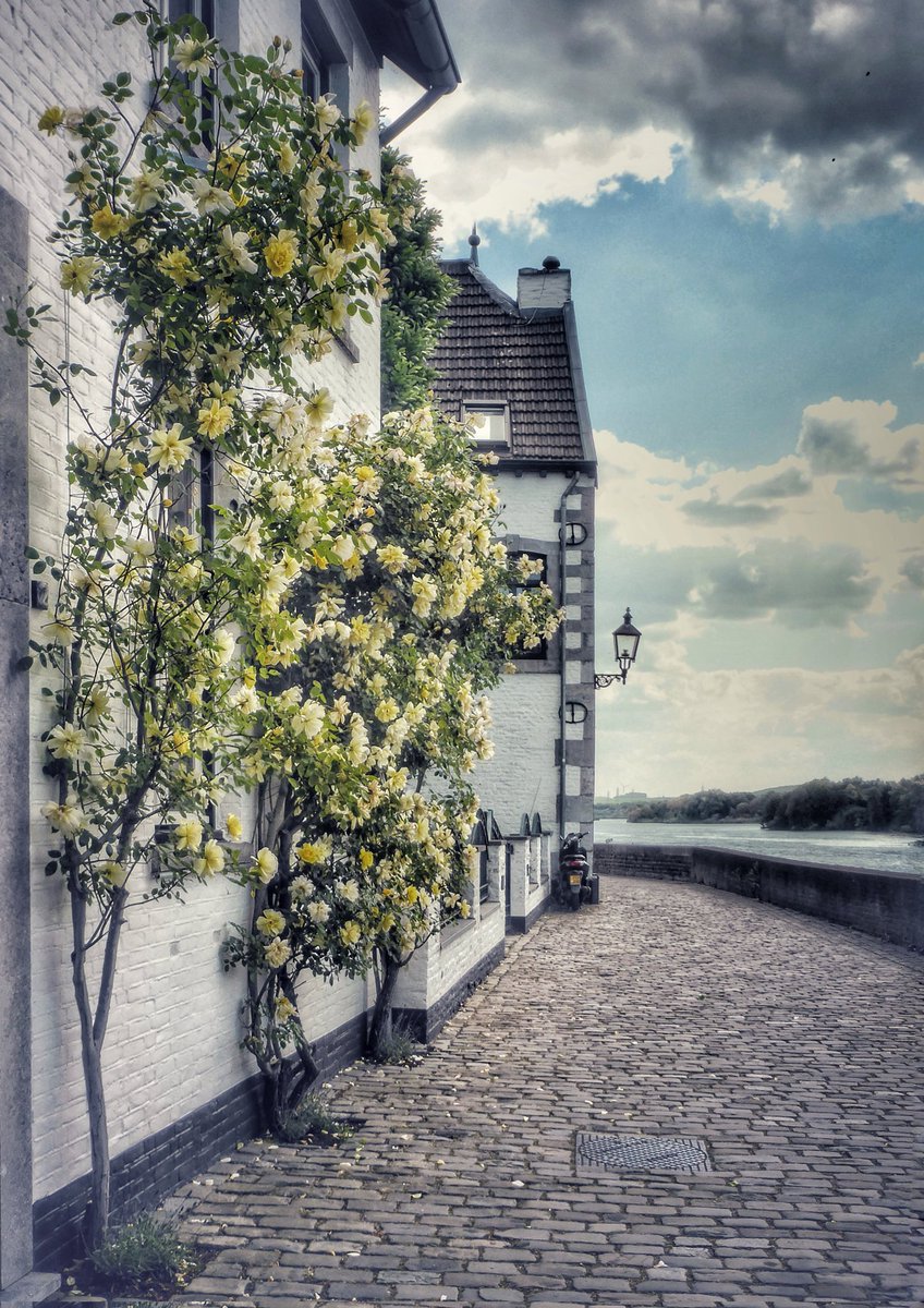 Nadineppictures (@nadineppictures) on Twitter photo Yellow roses.
Gele rozen zie je niet zo vaak, hier staan ze op een mooi plekje in Eijsden.
Delen mag, graag zelfs.
<a href="/magnifiekZL/">Magnifiek Zuid-Limburg</a> Yellow roses.
Gele rozen zie je niet zo vaak, hier staan ze op een mooi plekje in Eijsden.
Delen mag, graag zelfs.
<a href="/magnifiekZL/">Magnifiek Zuid-Limburg</a>