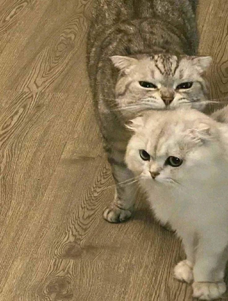 No Context Cats tweet media