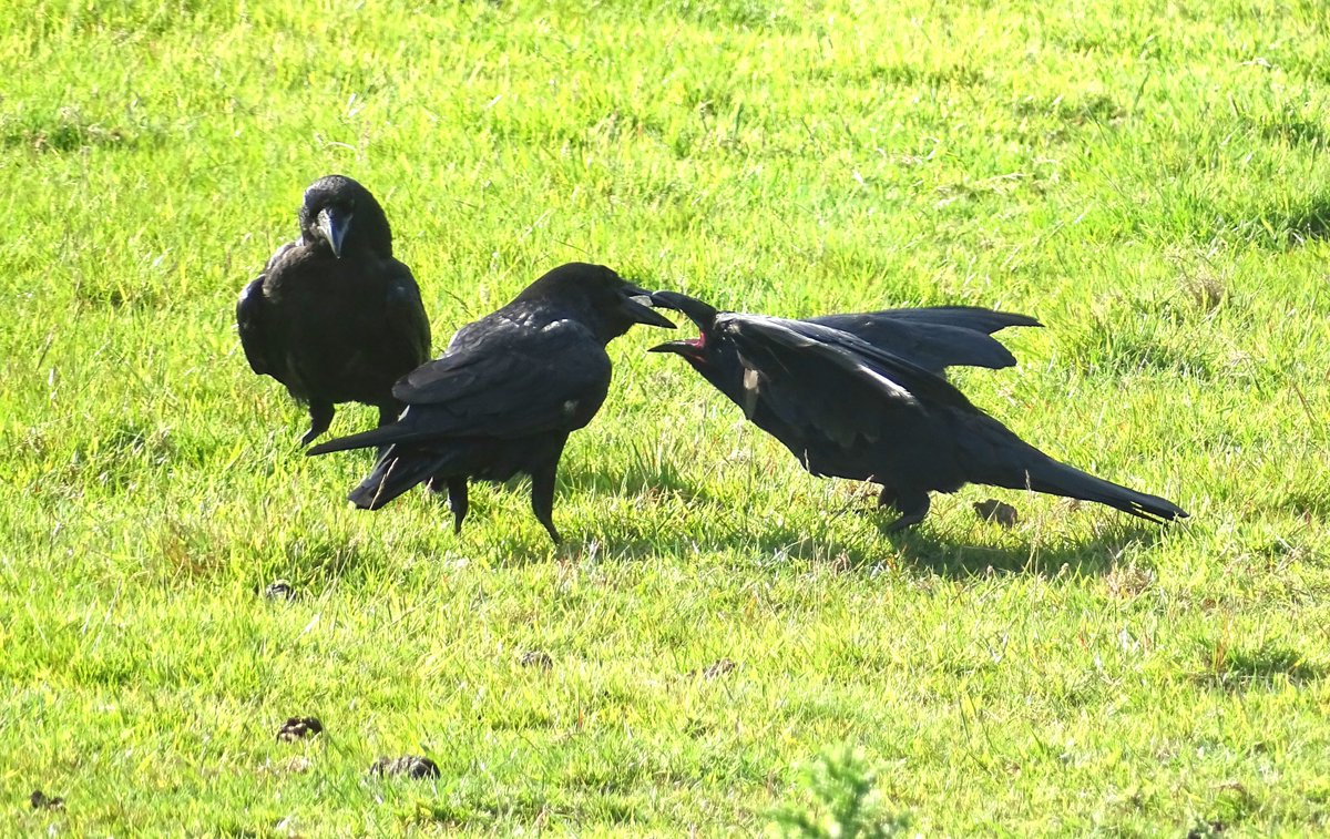 Lovely walk today highlight was seeing a Stonechat family. Also Sedge, Reed &amp; Cetti's Warblers, Yellowhammers, Whitethroats, Reed Buntings, Grey Wagtails, Kingfisher, Lapwings, Kestrels, Buzzards, GSWoodpecker, LBBGulls over and the Raven fledglings are becoming very demanding