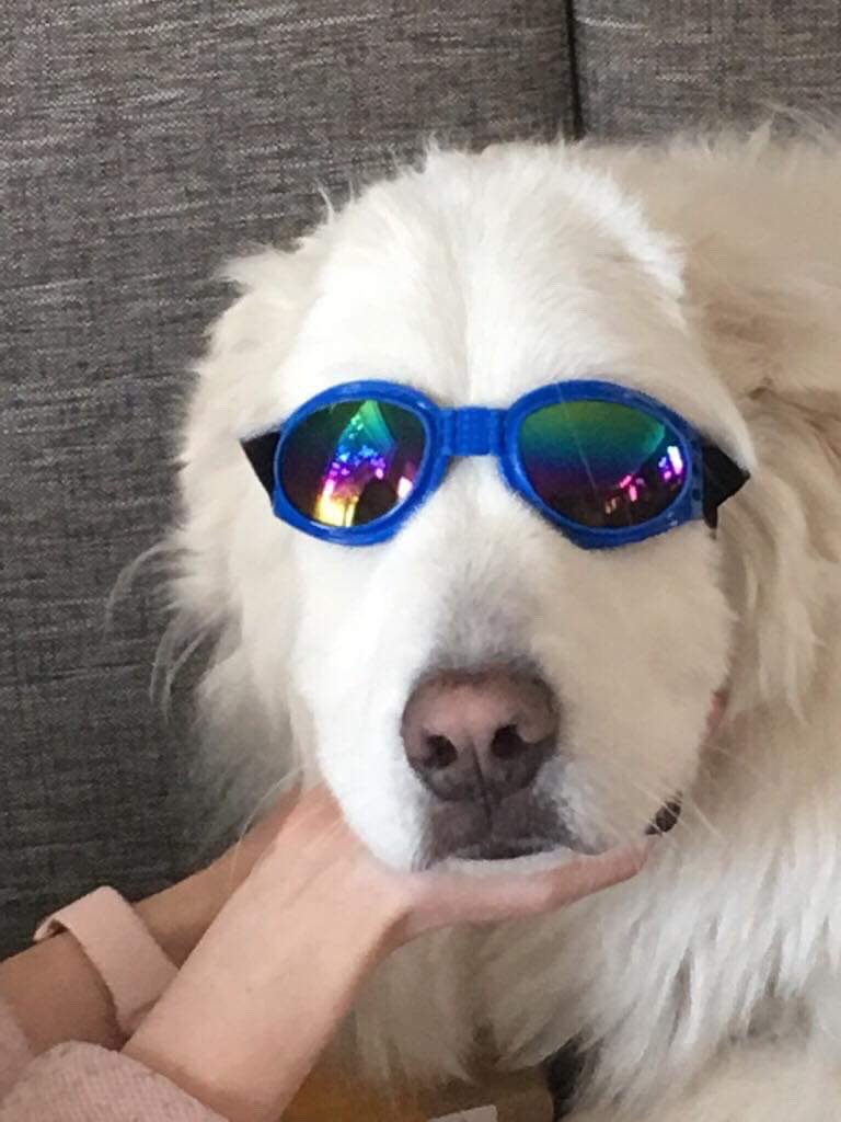 This is my “little” baby. Who is nothing short of sweet, sassy and stubborn. All the qualities of a #greatpyrenees 😏

He plays a big role in my life. We’ve grown up together, he’s been through my lowest lows and highest highs, and it’s time ya’ll finally met Moose 💗🐾