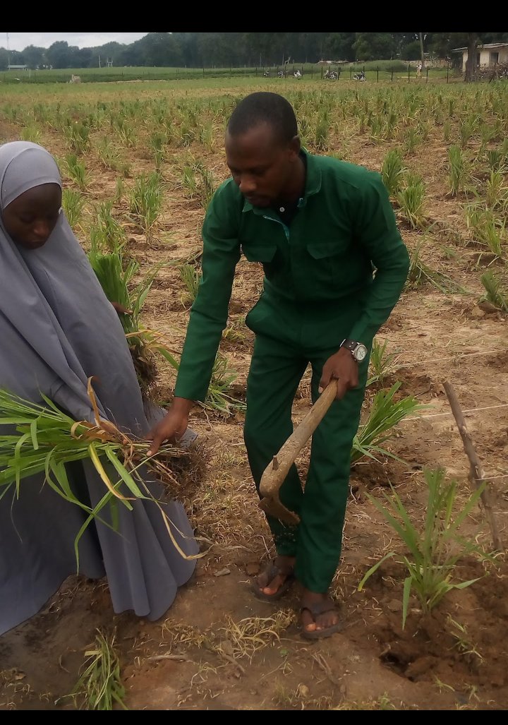 AlimuhammedAlh2's tweet image. An activity that gives the nation&apos;s backbone to feed her citizenry. 
Figuring out ways to stop Farmers/Herders clashes in our society is to reduce extensive system of grazing. Nigerian&apos;s govt should encourage growing animal&apos;s feeds by improving more potential pasture system ofmgn