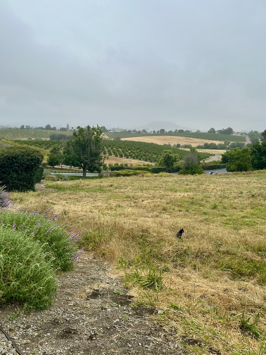 Misty morning walk 🌧️
