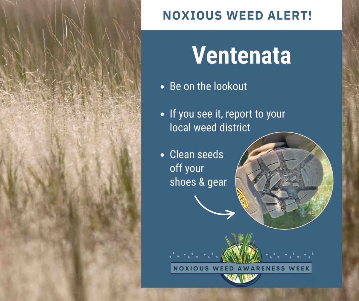 Stop_AIS's tweet image. It's MT #NoxiousWeed Awareness Week!
Today's #weed of the day is #ventenata. It might look like just another grass—but it’s a troublemaker! It sneaks into fields, takes over, & makes it hard for natives to grow.
Let’s protect our wild places & help the good grasses grow strong!