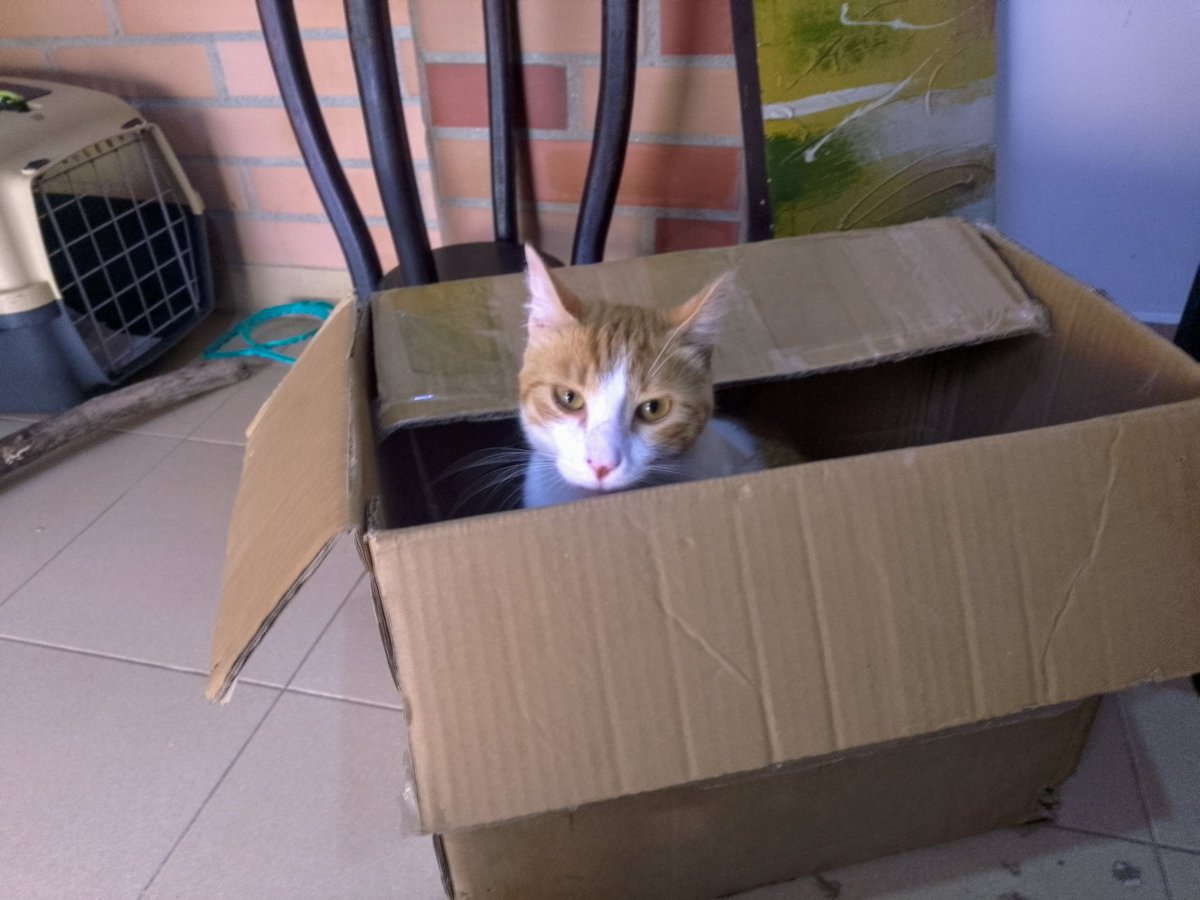 Un Manguito en mi vida. 
❤️