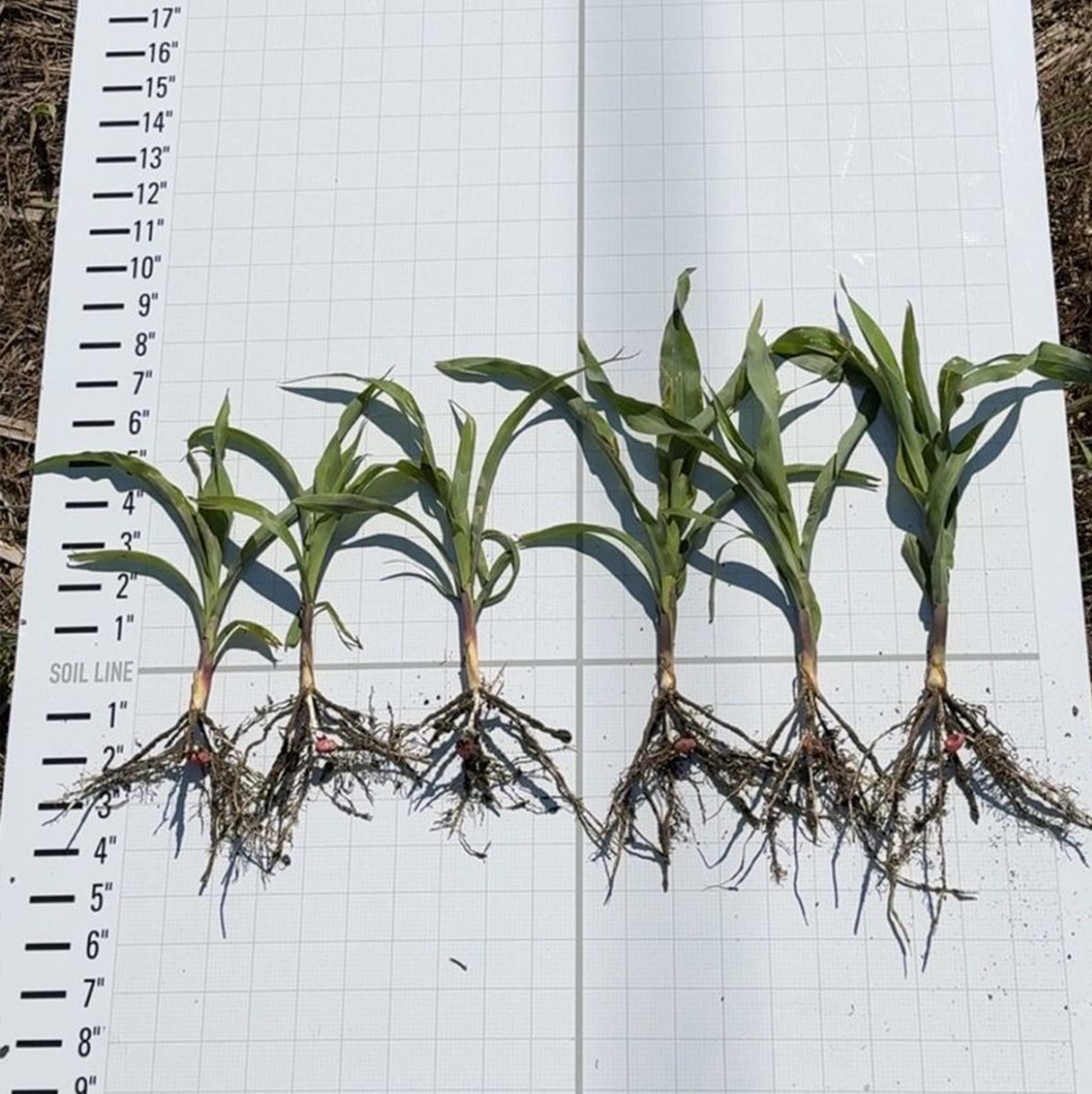 pivotbio's tweet photo. This early-season corn in Nebraska got a nice boost with Pivot Bio PROVEN G3! At this demo plot, the farmer used Pioneer seed and replaced 40 pounds of nitrogen with PROVEN G3, which is set to be available for farmers in the 2026 growing season! #PROVENit https://t.co/AYPX80Jgwg