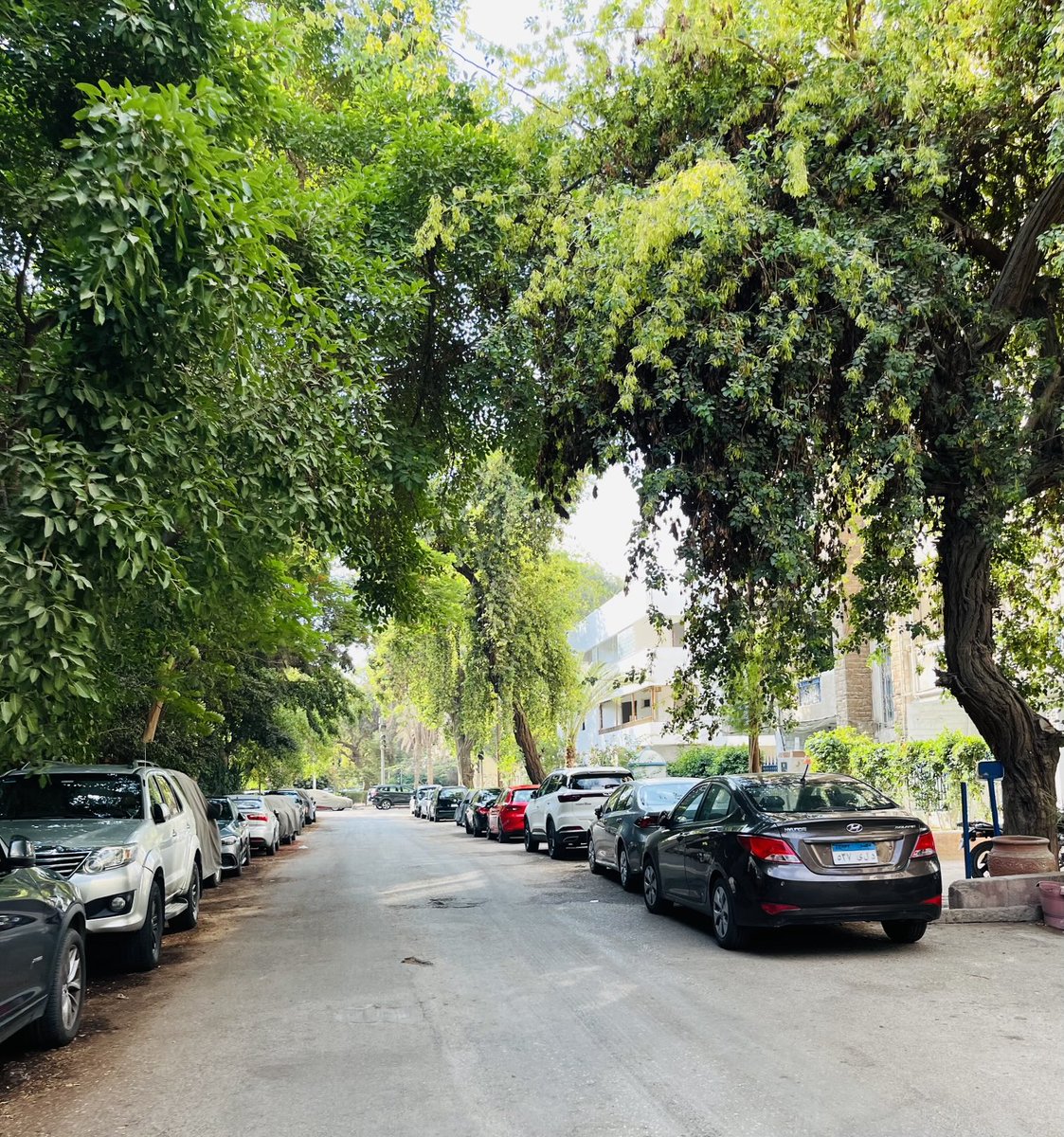 شوارع #ثكنات_المعادي 💚🌲🍀