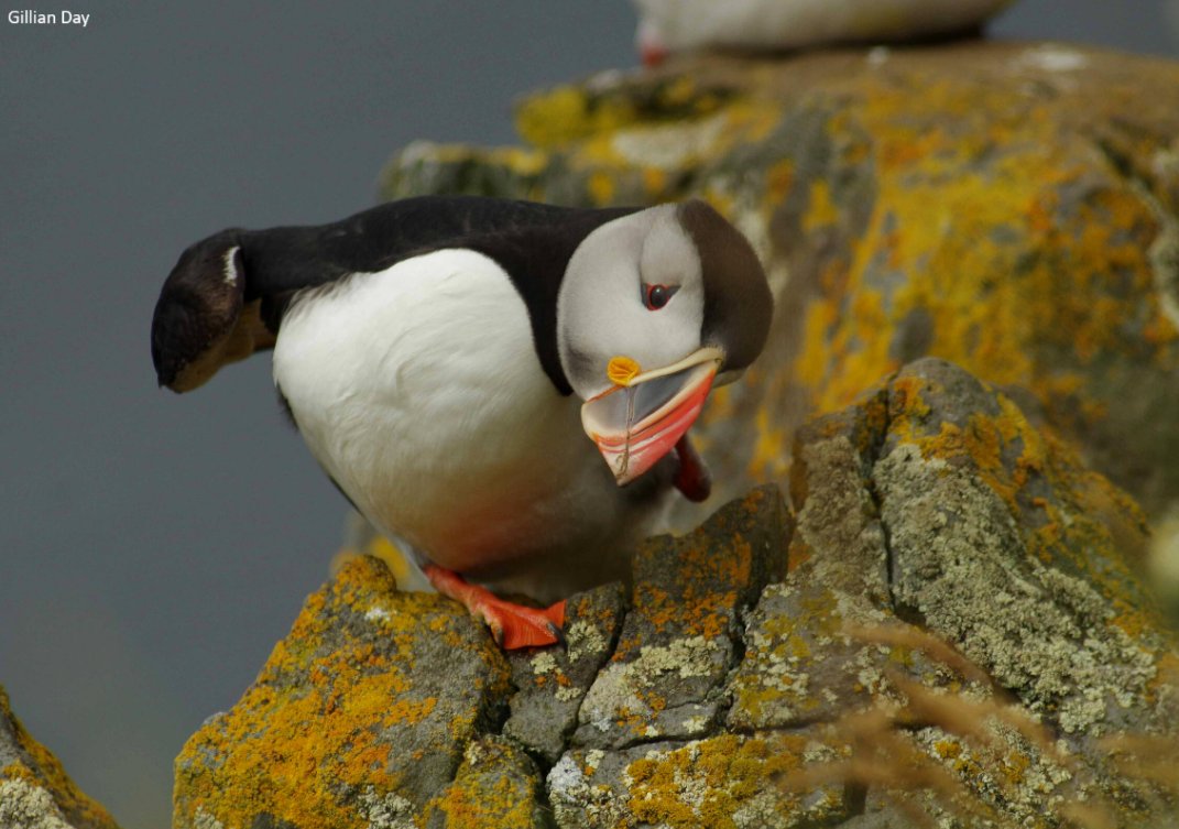 Looking at the washing pile I said I’d fold 4 days ago wondering why it hasn't put itself away yet 🐦🌈