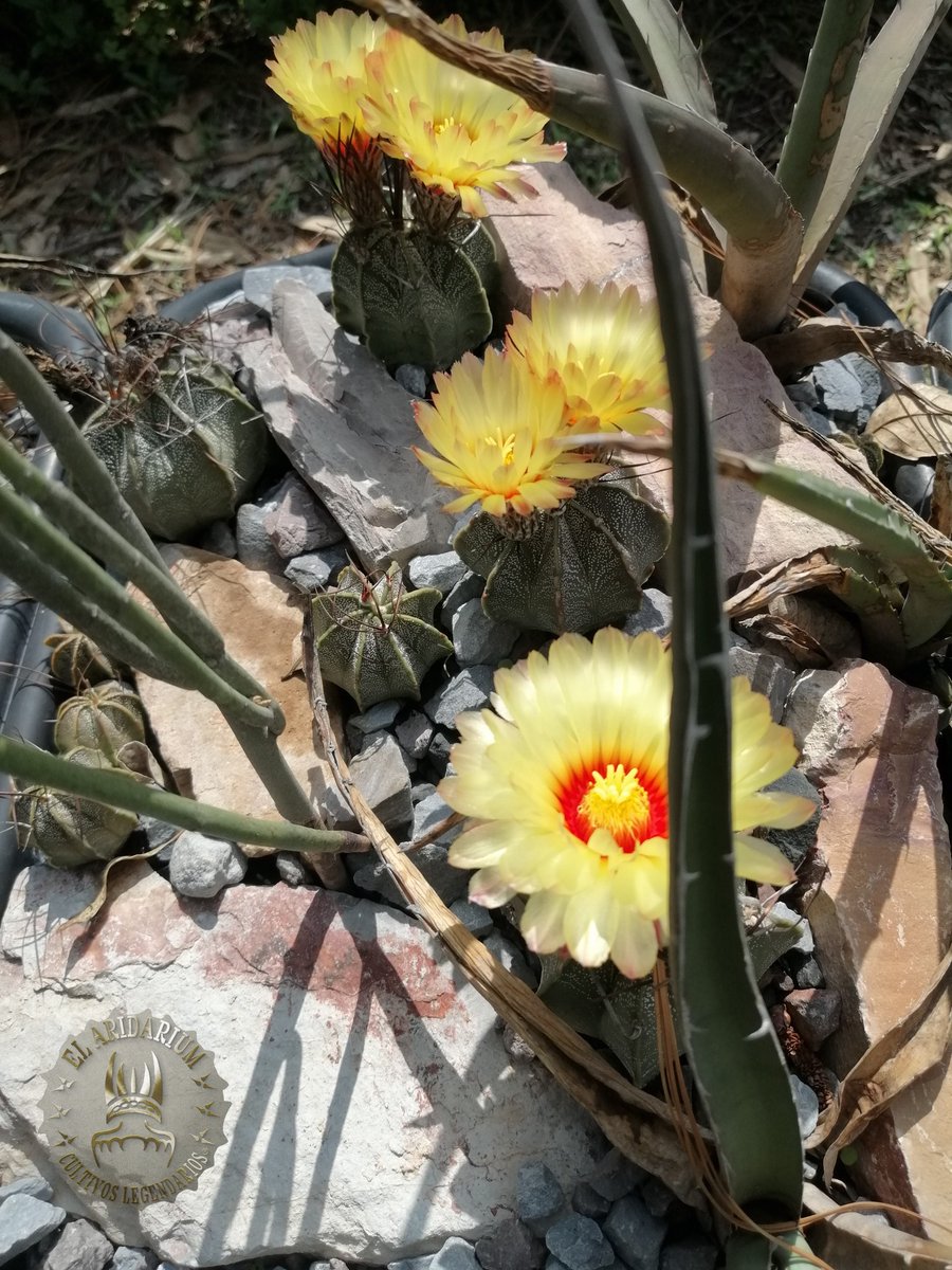 Terrario tipo micro hábitat de Astrophytum capricorne minor en exterior, ahí la llevan, van prosperando pero ya empezaron las lluvias fuertes diarias, a ver que tal responde el sustrato 🌵🌵🌵🌵🌵🤠#Cactaceas #succulents #cactus #cactusysuculentas #El_Aridarium #Astrophytum