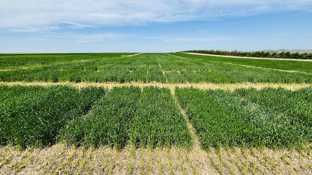 Our Winner location looks great considering no emergence in fall, largely at boot stage. Short height but good potential ❤️🌾#GrowResilient Winter Wheat <a href="/wheatsd/">SD Wheat </a> <a href="/SDStateCAFES/">SDSU College of Ag, Food & Environmental Sciences</a>