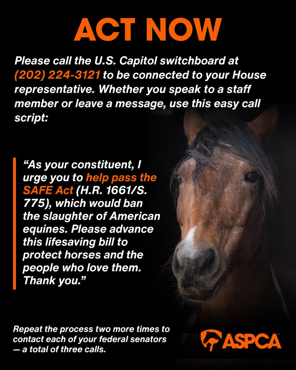 Thousands of American horses are shipped abroad for slaughter each year. The #SAFEAct would BAN this for good. Join us for a week of action and tell your lawmakers to act now: secure.aspca.org/action/safe-ac… 

#ASPCA #SaveHorses