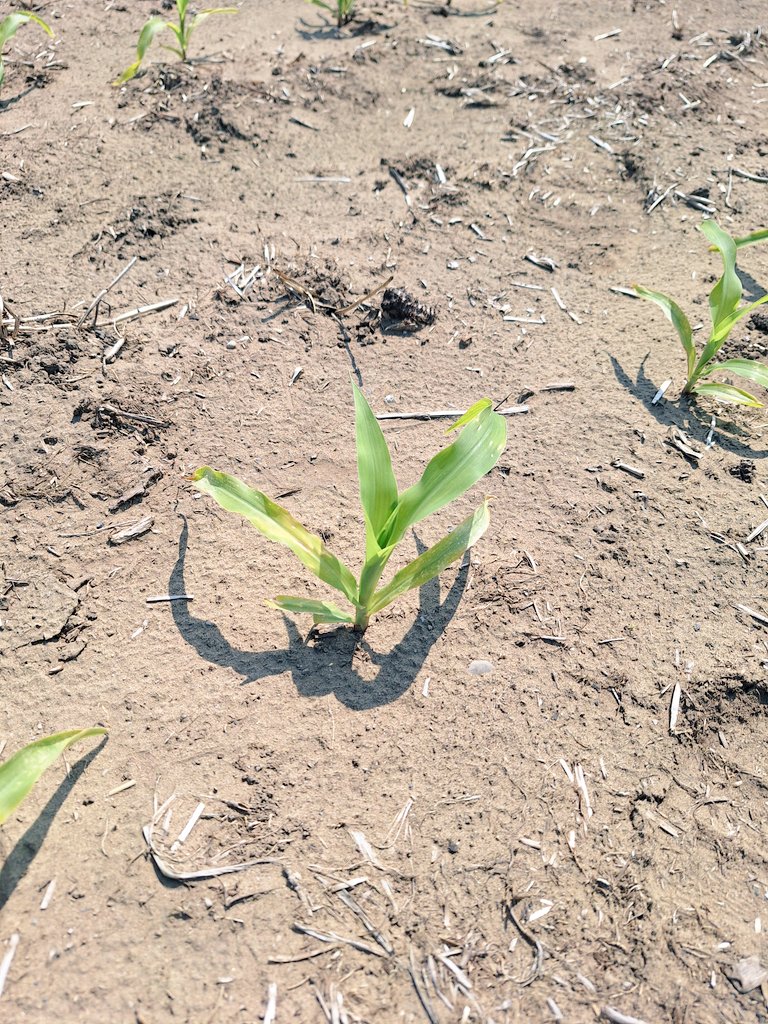 SCSAgronomy's tweet image. #agrisagronomy DeKalb 101-35 planted April 23 finally responding to the warmth. This will be the location of a Boron trial, both sidedress and foliar.