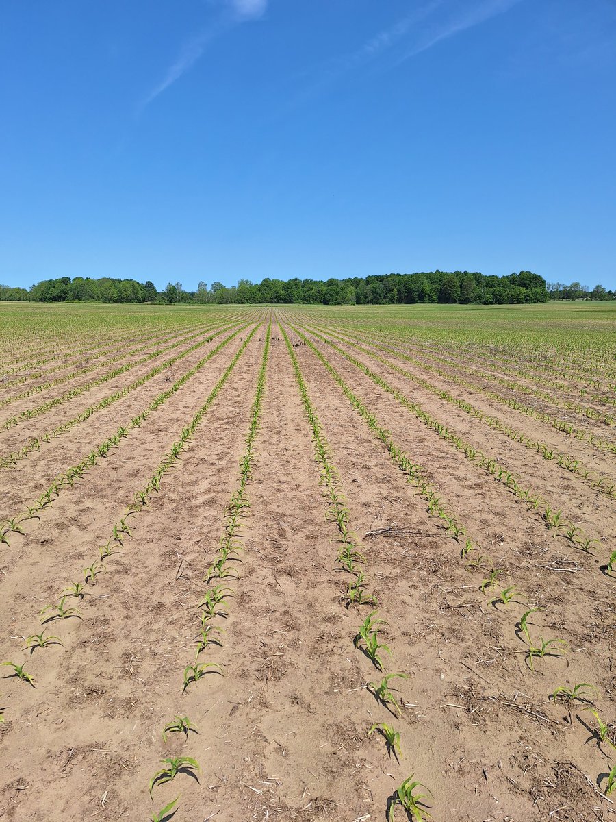 SCSAgronomy's tweet image. #agrisagronomy DeKalb 101-35 planted April 23 finally responding to the warmth. This will be the location of a Boron trial, both sidedress and foliar.