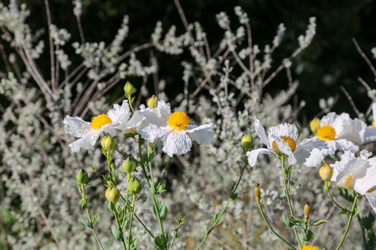 Happy Matilija Monday 🍳 June is a great time to egg-splore the California Garden. 

You can enjoy these Matilija poppies and more from 9am–7pm daily.