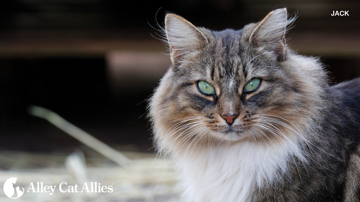 Every neighborhood, city, and country must have policies and programs that protect cats as community members. Cats have the right to live out their lives in peace and safety. That is what Alley Cat Allies stands for, and we're so grateful to have you with us in this movement!