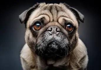 abuismailrusi's tweet image. كلب يحترم المرأة ويؤتمر بأوامرها 

تزوجي بالكلب يا حمارة