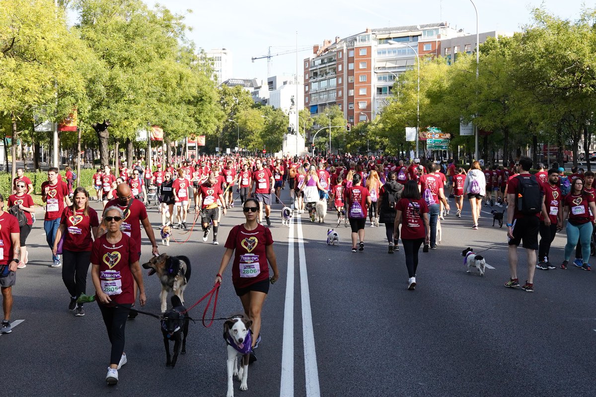 PERROTÓN 2025 ABRE SUS INSCRIPCIONES 🐶👇🏼 unbuendiaenmadrid.com/perroton-madri…

🗓 Domingo 19 de octubre a las 10:00h en la Plaza de Colón (4,5 km aprox)

💜 Como en todas las ediciones anteriores, el objetivo de <a href="/PerrotonEspana/">Perrotón España</a> será promover y fomentar la adopción y tenencia responsable de