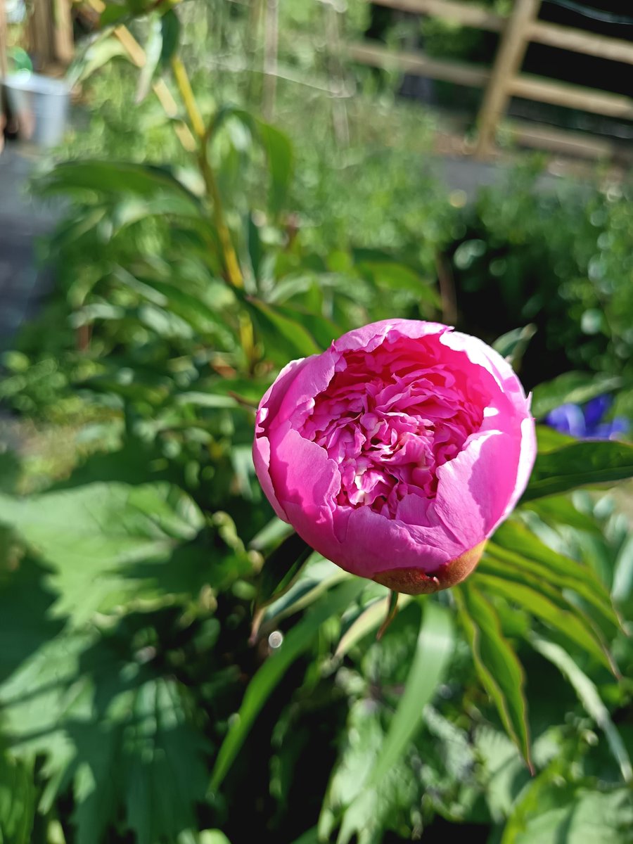 My <a href="/FarmerGracy/">Farmer Gracy</a>  peonies are 'popping'
#watchthisspace