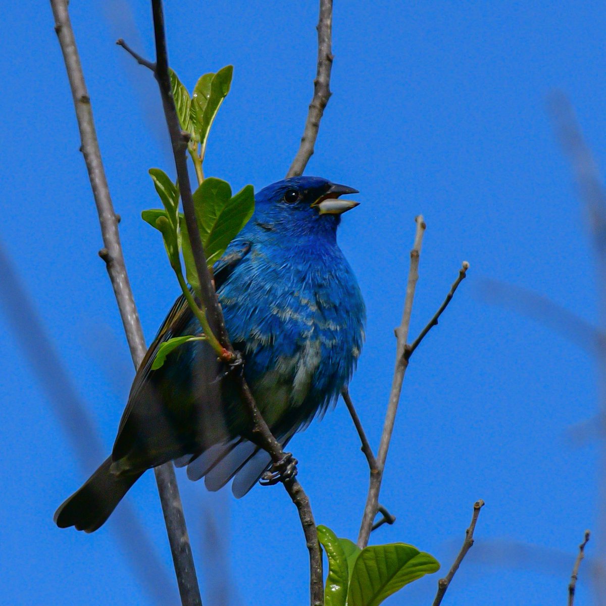 Indigo Bunting is a cure for any #MondayMorningBlues. Have a great week! 💙
#Birds #BirdTwitter #TwitterBirds