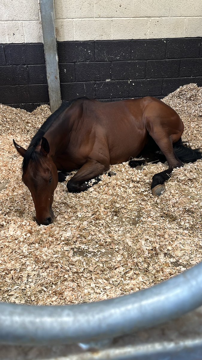 Faye Bramley Racing at Lodge Down Stables tweet media
