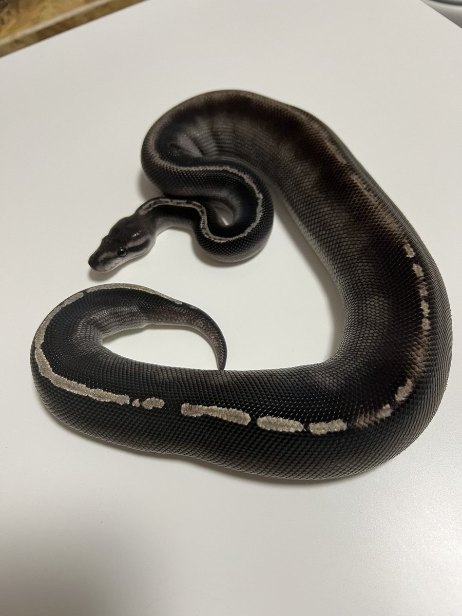 Ballpython1027's tweet image. はじめまして。
ボールパイソンメインで爬虫類を飼育しています！
まだまだ知らない事があるので、色々勉強できたらと思っています。
是非仲良くしてください😊

#爬虫類
#ボールパイソン
#ballpython 
#爬虫類好きと繋がりたい
#ボールパイソン好きと繋がりたい