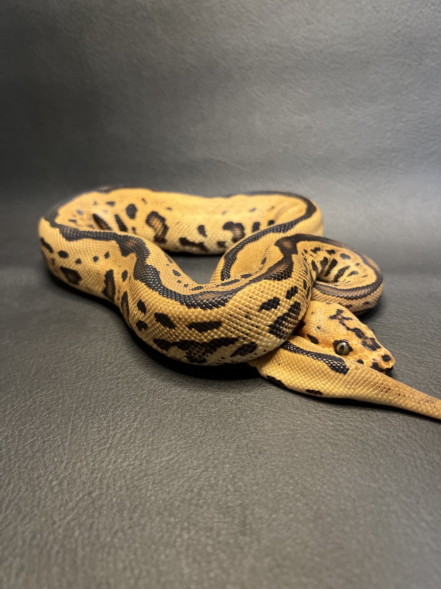Ballpython1027's tweet image. はじめまして。
ボールパイソンメインで爬虫類を飼育しています！
まだまだ知らない事があるので、色々勉強できたらと思っています。
是非仲良くしてください😊

#爬虫類
#ボールパイソン
#ballpython 
#爬虫類好きと繋がりたい
#ボールパイソン好きと繋がりたい