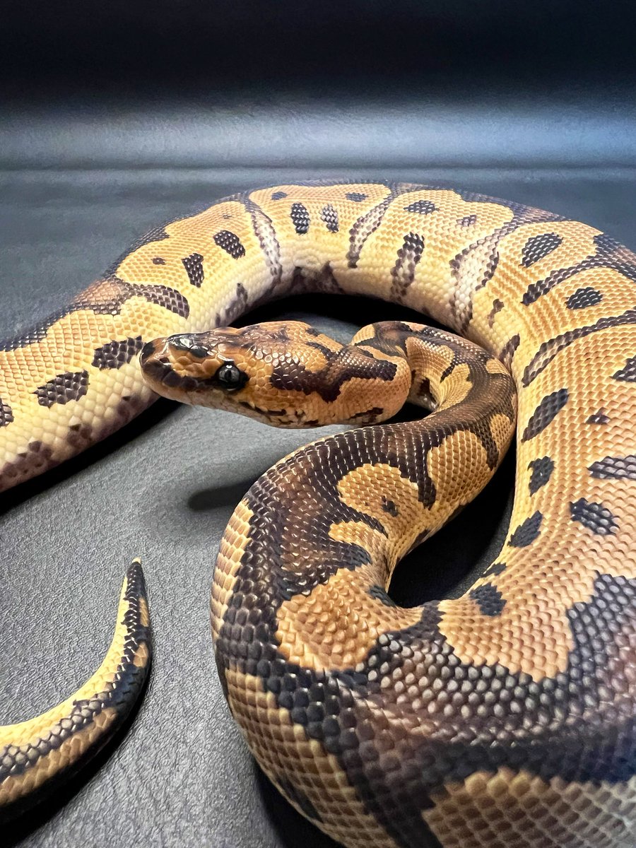 Ballpython1027's tweet image. はじめまして。
ボールパイソンメインで爬虫類を飼育しています！
まだまだ知らない事があるので、色々勉強できたらと思っています。
是非仲良くしてください😊

#爬虫類
#ボールパイソン
#ballpython 
#爬虫類好きと繋がりたい
#ボールパイソン好きと繋がりたい