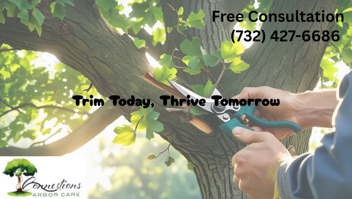 CareArbor34303's tweet image. Healthy trees start with smart pruning 🌳✂️ Regular pruning improves growth, removes dead branches, and boosts overall tree health. #TreeCare #PruningTips #Arborist"