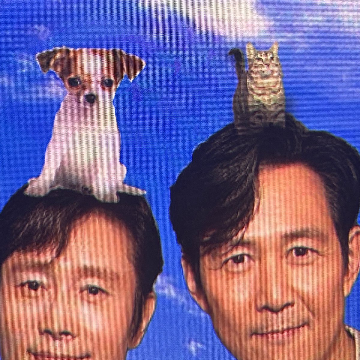 asshiarii's tweet photo. puppy https://t.co/a9kgFcHkHR