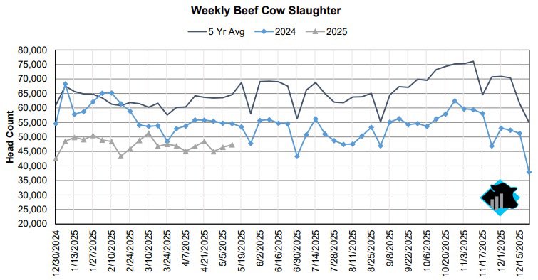 cattlenomics's tweet photo. The Federally Inspected slaughter data for the week ending May 17th shows beef cow slaughter totaled 47,354 head which was 7,242 below last year. Year-to-date beef cow slaughter is down 17.2% compared to last year and 27.1% below the five-year average. Region 7 (Iowa, Kansas, Missouri, and Nebraska) has seen the largest decline in total head count year-to-date, with 78,900 fewer head slaughtered, or 28.6% lower than last year.