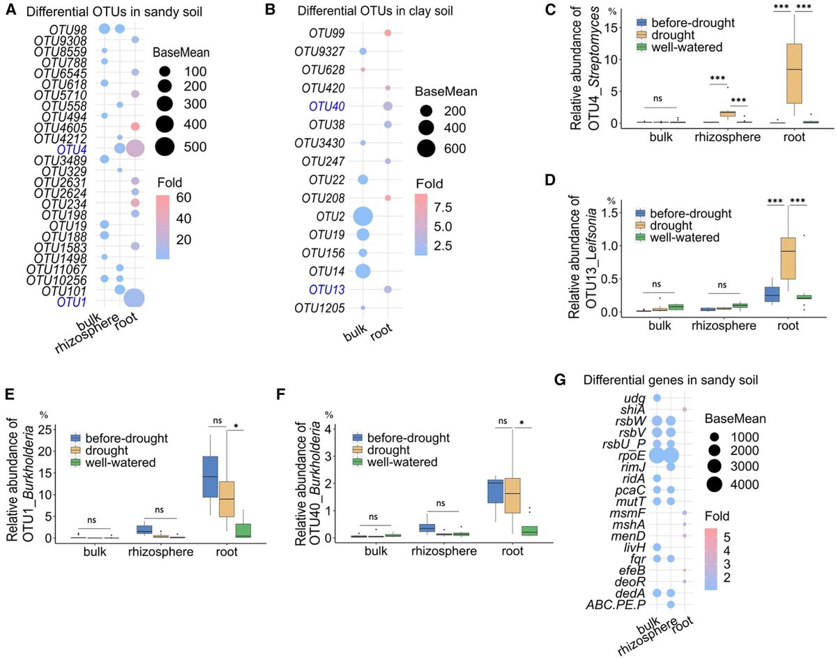 DsouzaAjwal's tweet image. Drought rewires the wheat microbiome, enriching soil with helpful bacteria improves drought tolerance.
@Prof_Braj_Singh @cellhostmicrobe
Li et al mapped soil, root, and rhizosphere communities in wheat under drought with genomics and culturing.
Drought boosted total…