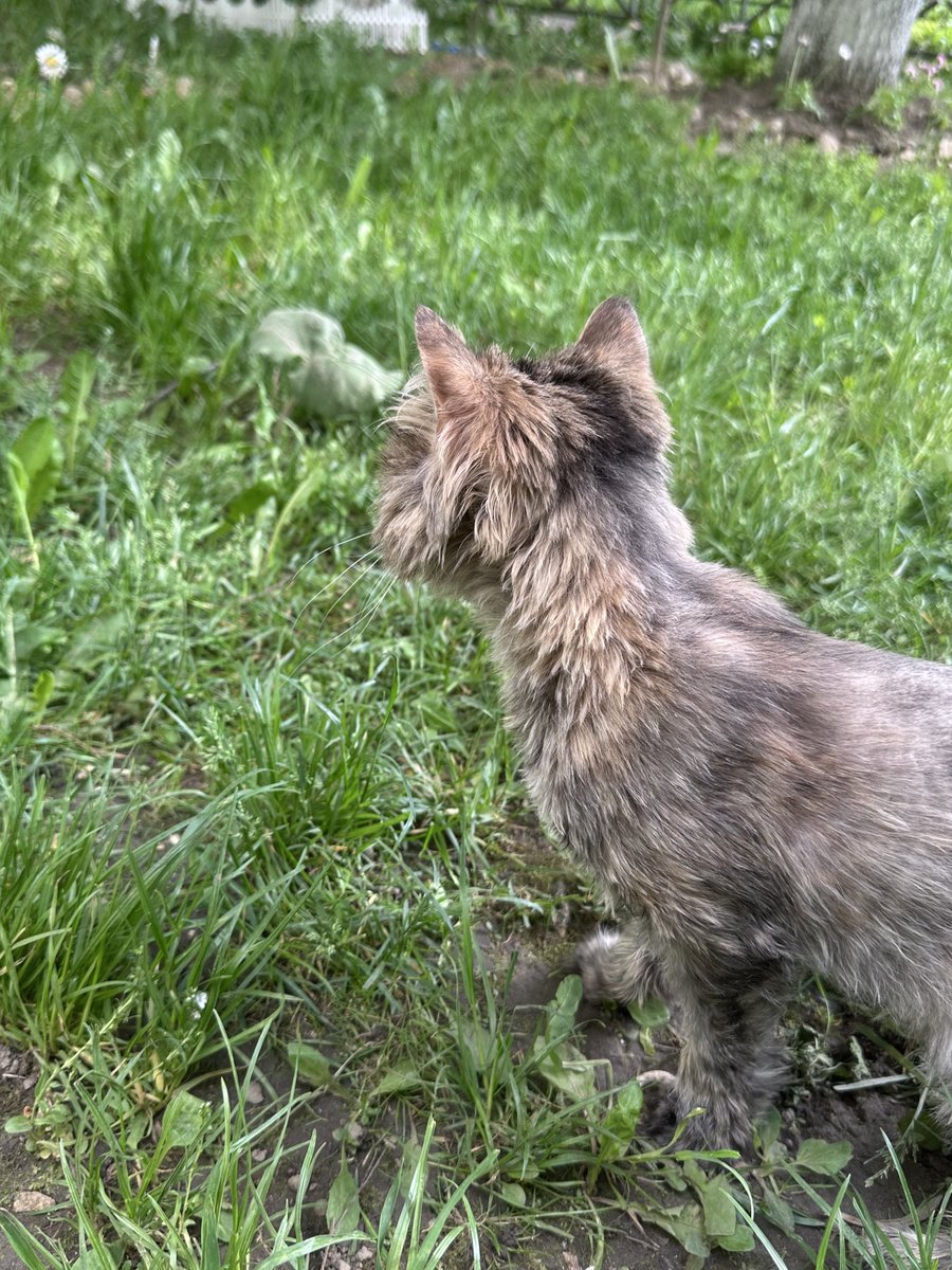 Сегодня мы с Матрешкой вышли на последнюю прогулку

Несколько часов назад я узнал что ей осталось жить всего пару дней, очень тяжело, очень грустно, не могу сдержать эмоции

Мой маленький спутник жизни покидает меня и мое сердце просто разрывается