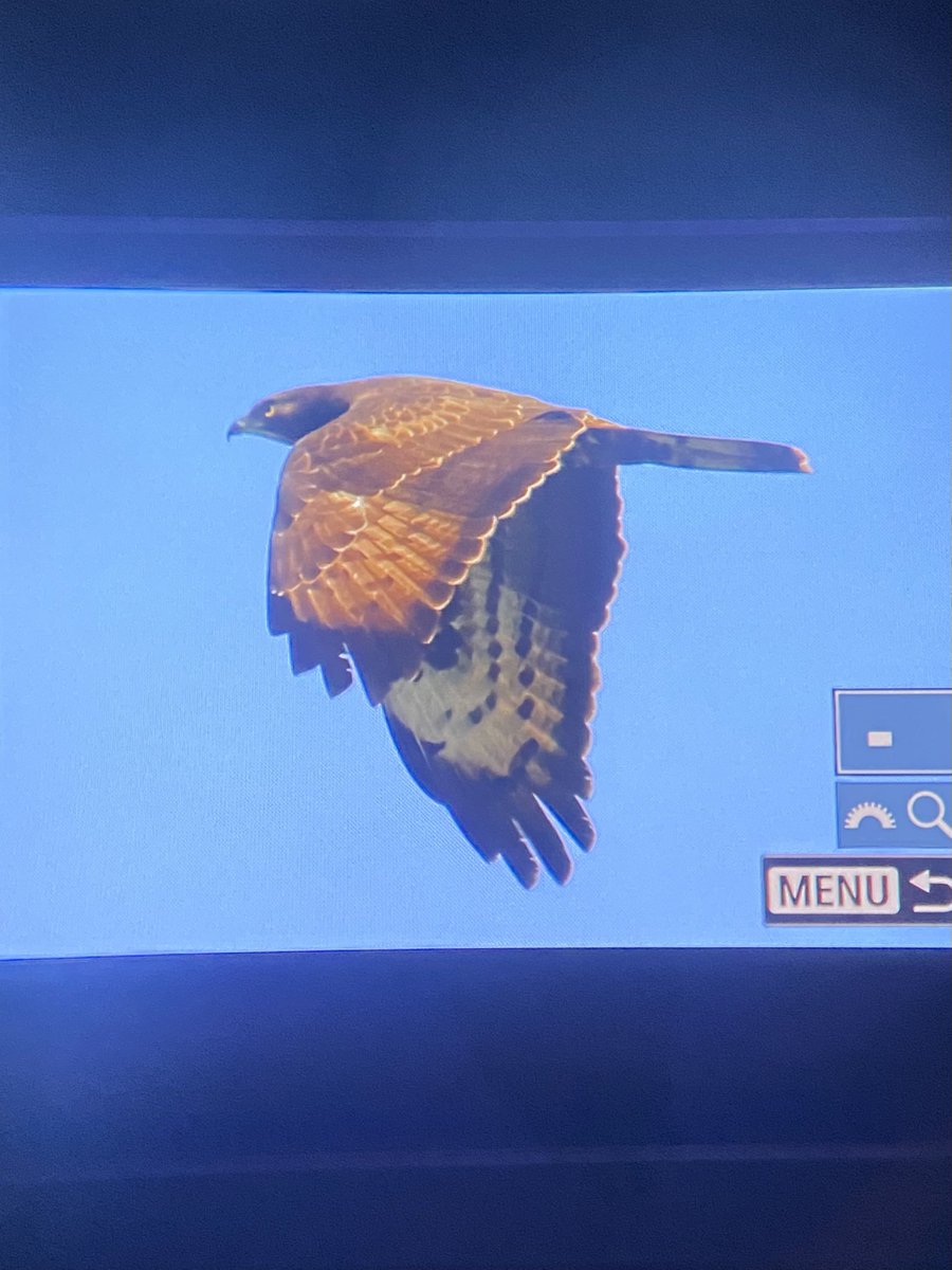 Honey Buzzard, Shapwick 02.06.25 <a href="/bristolbirding/">BristolBirding</a> #birds