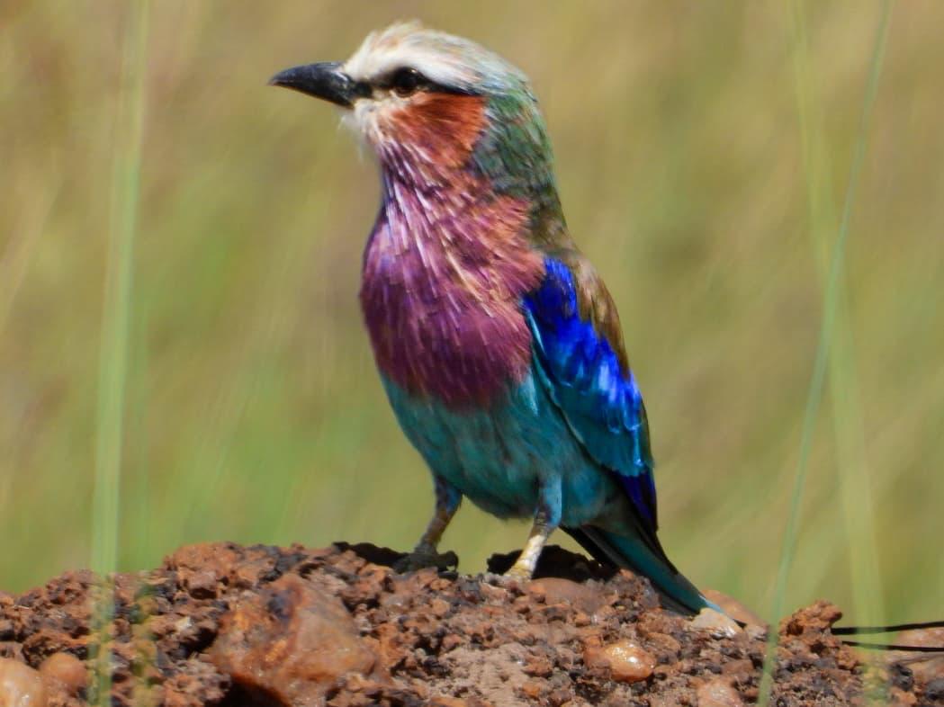 B. Dillmann (@dillmann_bd) on Twitter photo I must pay tribute to Rob <a href="/Robtheranger/">Rob The Ranger</a> who toke this extraordinary Lilac breasted Roller one of the National birds of Kenya, at Masai Mara, thanks Rob you beautify our World. I must pay tribute to Rob <a href="/Robtheranger/">Rob The Ranger</a> who toke this extraordinary Lilac breasted Roller one of the National birds of Kenya, at Masai Mara, thanks Rob you beautify our World.