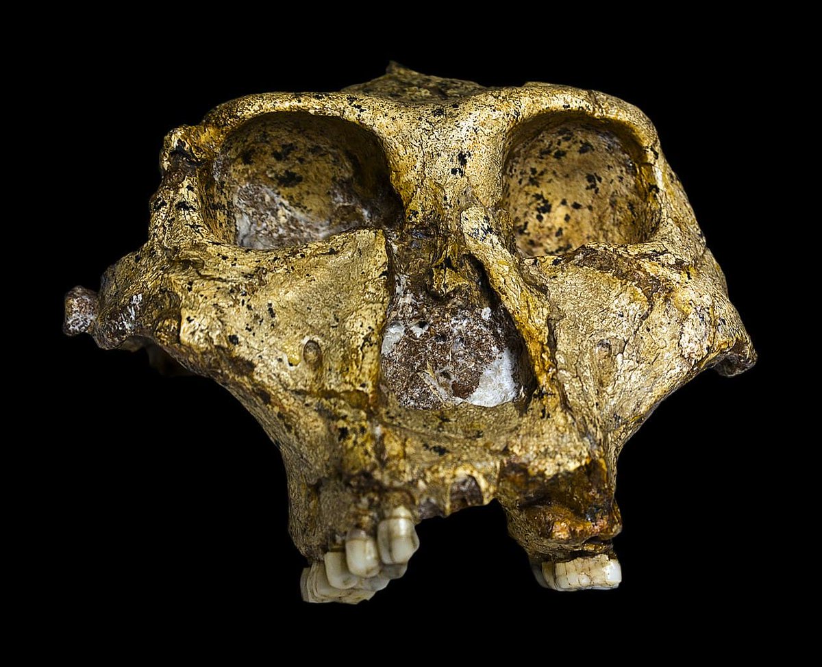 جمجمه‌ی Paranthropus robustus SK 48 یکی از نمونه‌های مهم در مطالعه‌ی تکامل انسان است که در سال ۱۹۵۰ در غار سویارتکرانس (Swartkrans) در آفریقای جنوبی کشف شد. این فسیل متعلق به گونه‌ای از انسان‌سایان منقرض‌شده به نام Paranthropus robustus است که حدود ۱٫۵ تا ۲ میلیون سال پیش زندگی