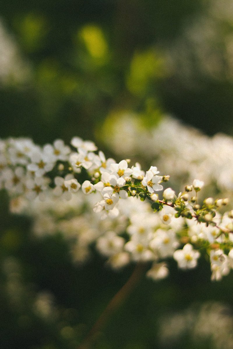 愛らしさ #photo #photograph