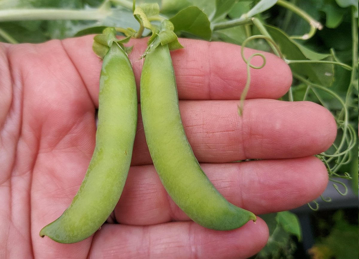 Is there anything nicer than homegrown peas?🫛🫛🫛