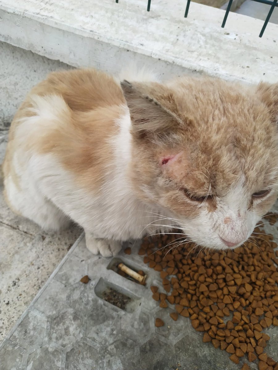 💖💖💖 YUVA ARIYORUZ 💖💖💖

Sahibi vefat ettiği için sokağa atılmış ama dışarıya alışık olmadığı için hastalanıyor. Çok sevecen ve uysal bir kedi 🐱 

Onu tekrar sokağa atmayacak yeni yuvasını arıyoruz 🌸

Ankara / Yenimahalle