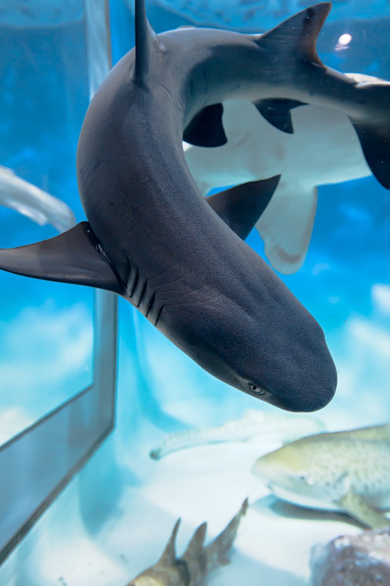 何度見てもネムリブカのターンはかっこいい🦈