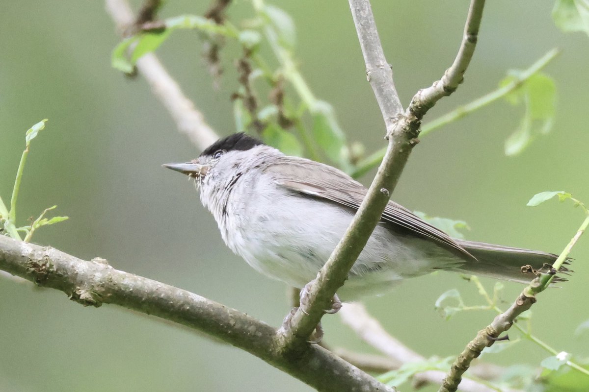 Ted (@littlebustards) on Twitter photo A male blackcap near Roseberry Topping, North Yorkshire, this morning.
@Teesbirds1
<a href="/teeswildlife/">Tees Wildlife</a>
<a href="/nybirdnews/">NorthYorksBirdNews</a>
@bbcspringwatch
@birdguides
@rspbengland
@natures_voice
#birdphotography #wildlifephotography #naturephotography #springwatch A male blackcap near Roseberry Topping, North Yorkshire, this morning.
@Teesbirds1
<a href="/teeswildlife/">Tees Wildlife</a>
<a href="/nybirdnews/">NorthYorksBirdNews</a>
@bbcspringwatch
@birdguides
@rspbengland
@natures_voice
#birdphotography #wildlifephotography #naturephotography #springwatch
