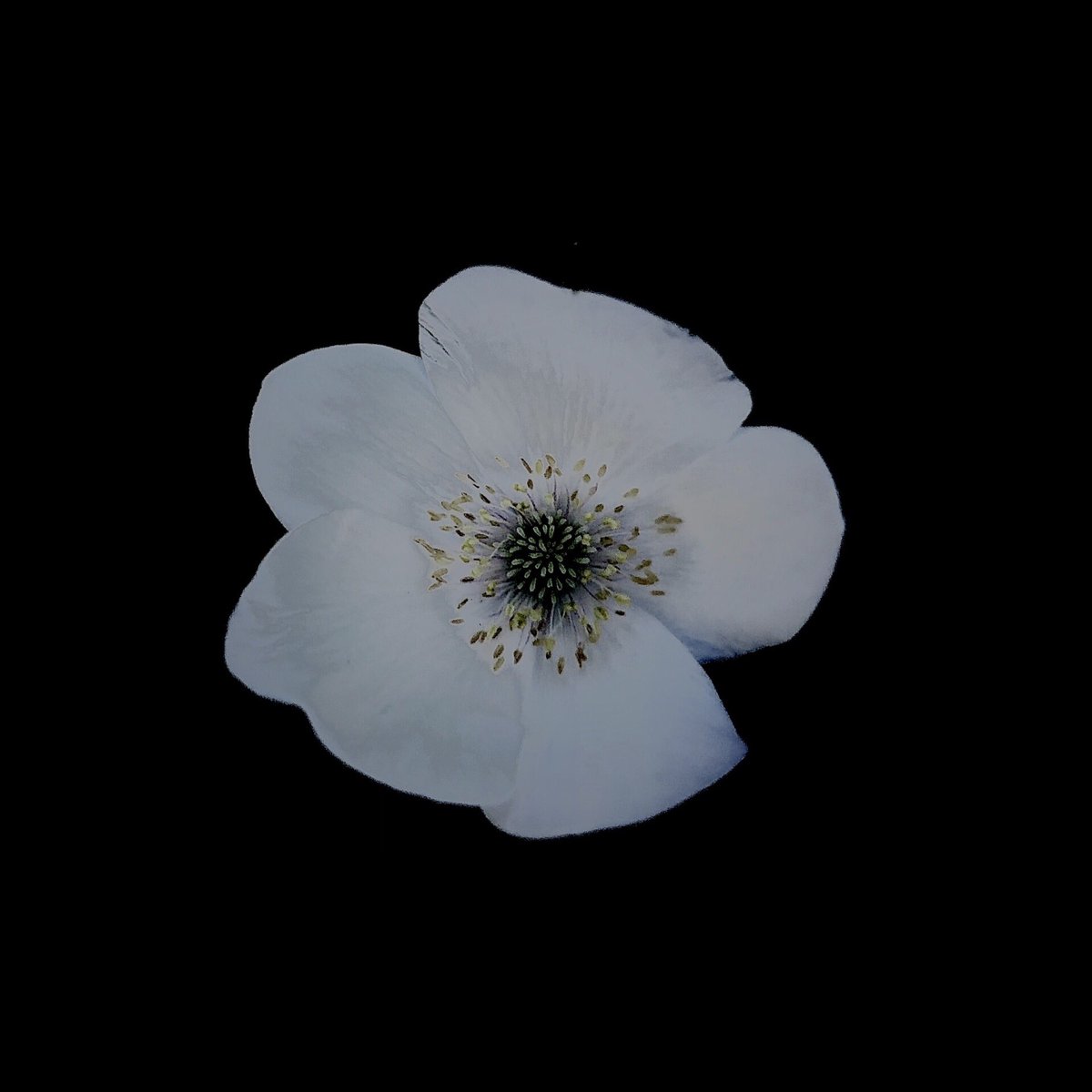 花びら4