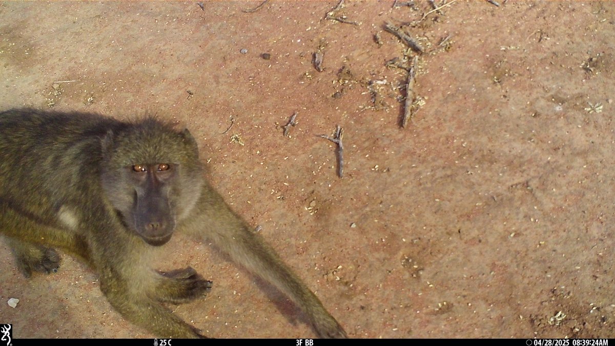 PrimatePredator's tweet image. 1/2...The Primate Predator Project permanent camera trapping grid is setup to optimize the capture of leopard images. The cameras are set at a specific height above the ground and placed across the landscape to maximise the possibilty of leopards passing by them.