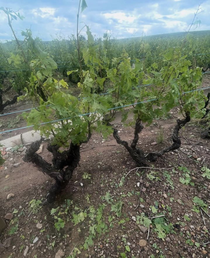 fabre jean marie (@11_fabre) on Twitter photo Les orages de grêle hier ont touché plusieurs vignobles, dont ceux du Beaujolais ( Julienas, St Amour) et du Mâconnais ( Vergisson) avec des dégâts parfois conséquents jusqu’à 80%, mais également dans l’Allier samedi.
Encore une fois, nos entreprises artisanales <a href="/vigneronindep/">Vignerons Indépendants de France</a> Les orages de grêle hier ont touché plusieurs vignobles, dont ceux du Beaujolais ( Julienas, St Amour) et du Mâconnais ( Vergisson) avec des dégâts parfois conséquents jusqu’à 80%, mais également dans l’Allier samedi.
Encore une fois, nos entreprises artisanales <a href="/vigneronindep/">Vignerons Indépendants de France</a>