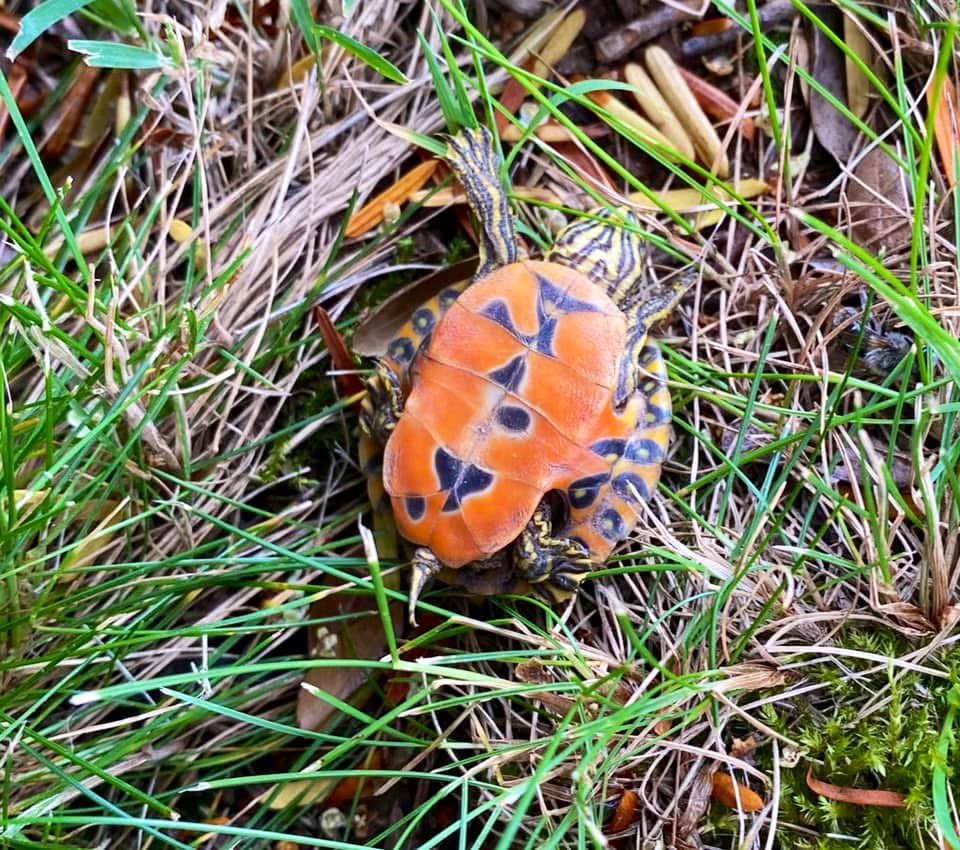 Morning visitor